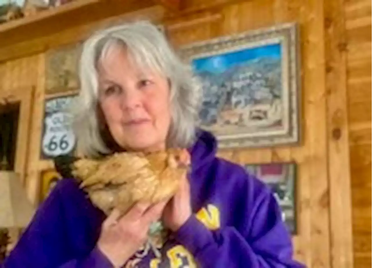 World’s oldest chicken is 21: ‘Peanut loves to sit in my lap and watch TV’