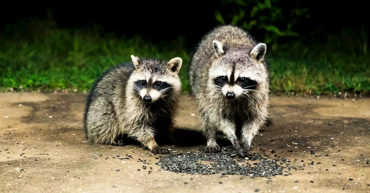 The Massive Campaign to Air-Drop Tiny Rabies Vaccines to Raccoons