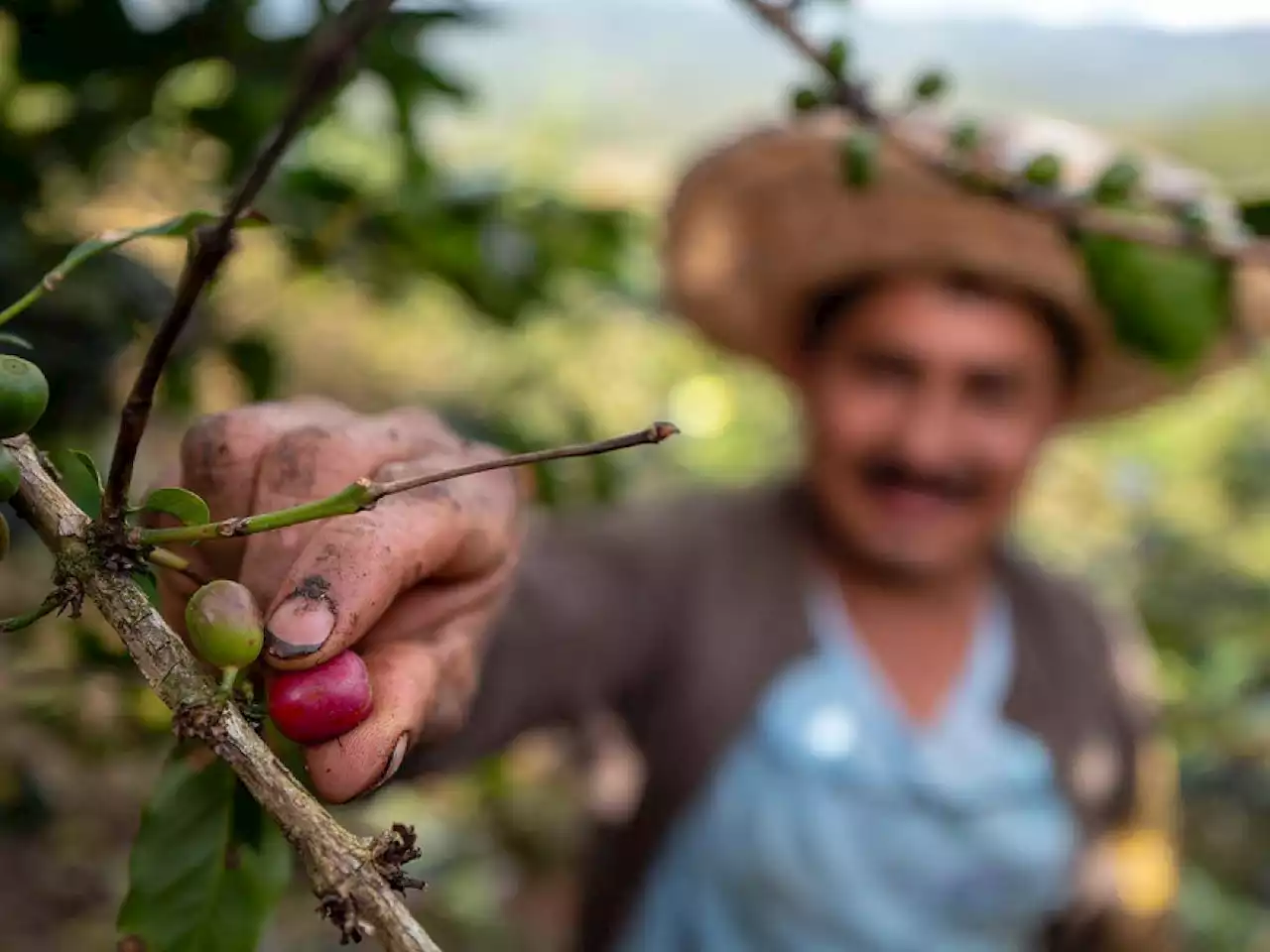 En Risaralda ya están alistando los dispositivos de seguridad para la cosecha cafetera