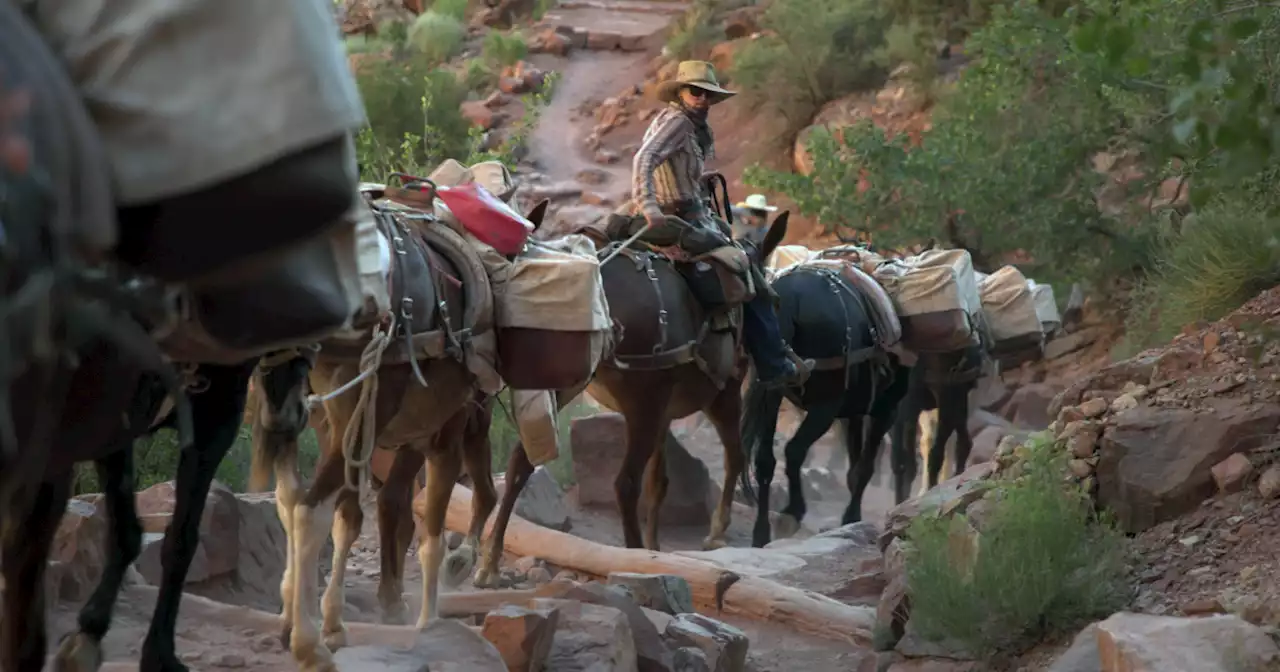 Mules help deliver Amazon packages to remote area of Grand Canyon