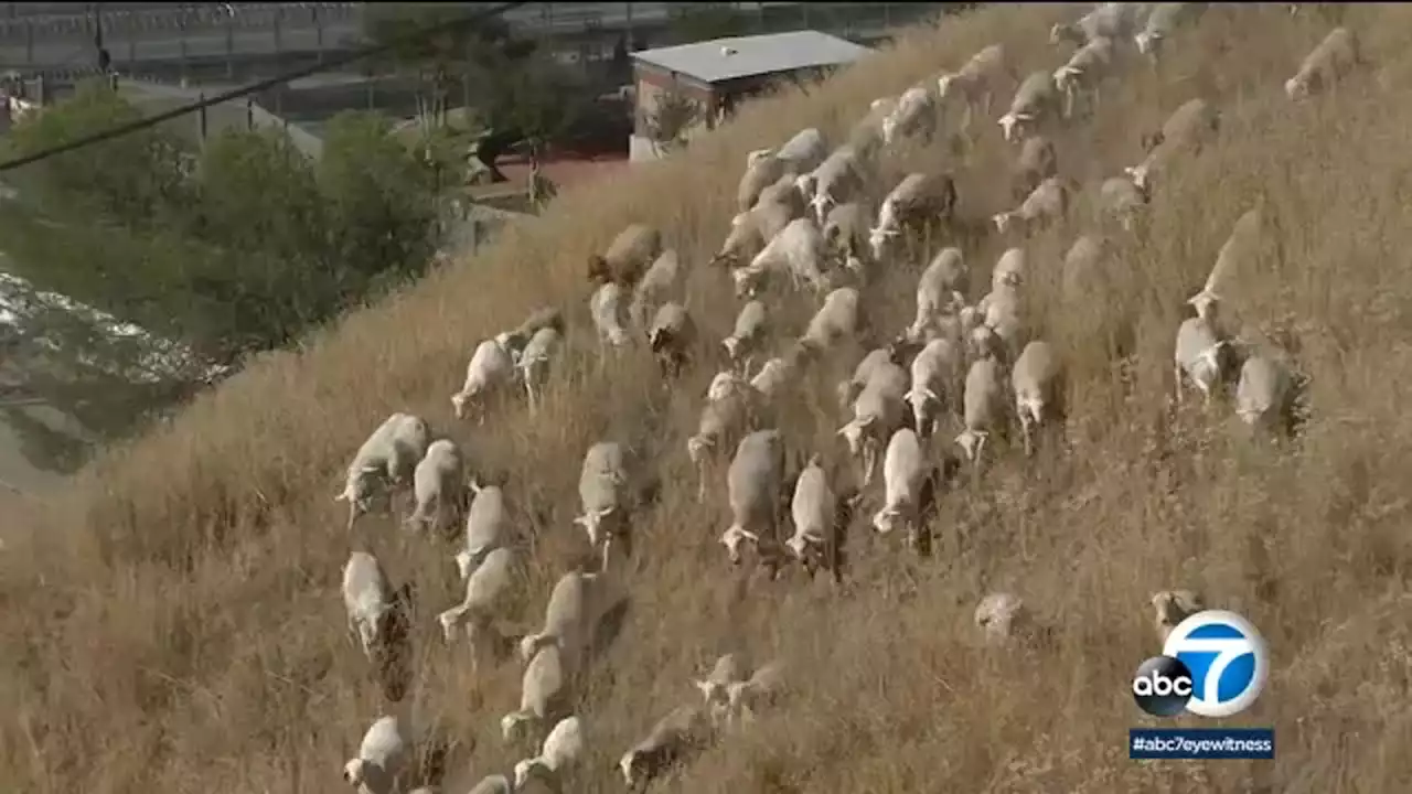 SoCal inmates working alongside sheep, goats to clear dry brush that could fuel fires