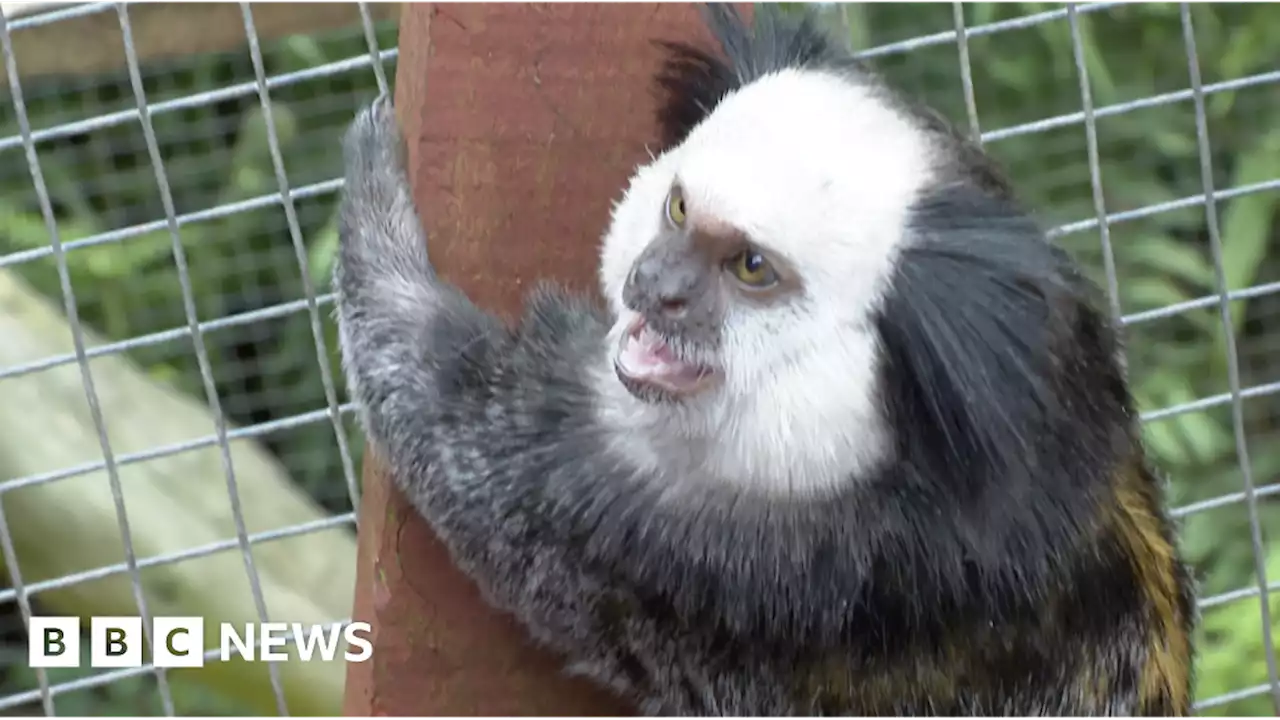 Monkey sanctuary run from home for 40 years