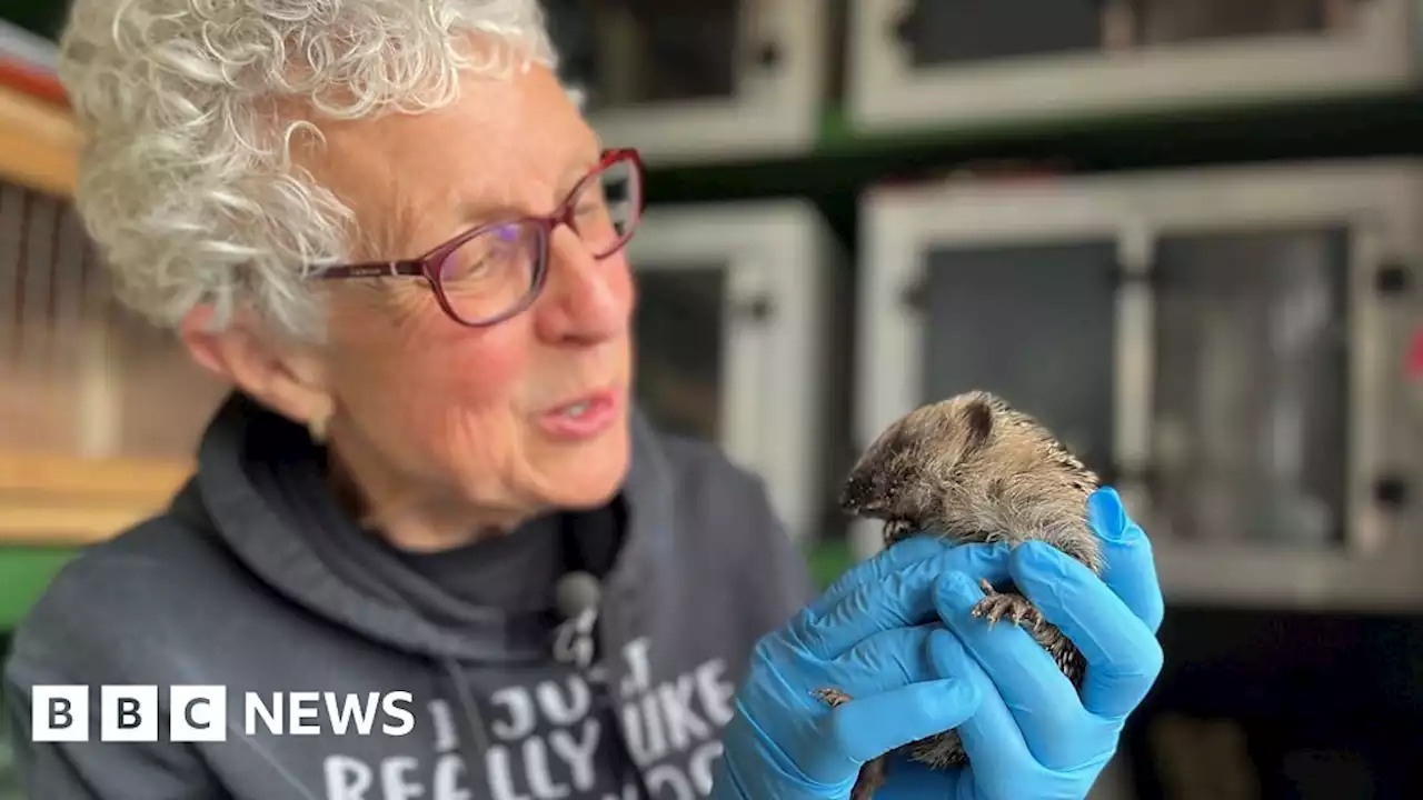 We turned our homes into hedgehog hospitals