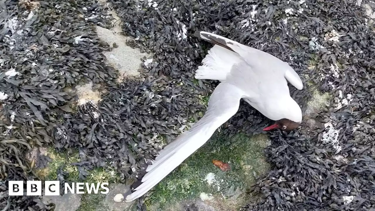 Coquet Island seabirds observed with signs of bird flu immunity