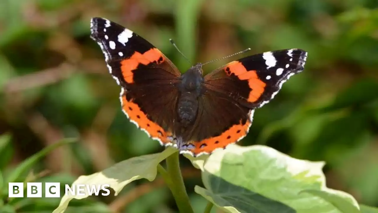 Red Admiral butterflies: Climate change sees migratory species stay in UK, says charity