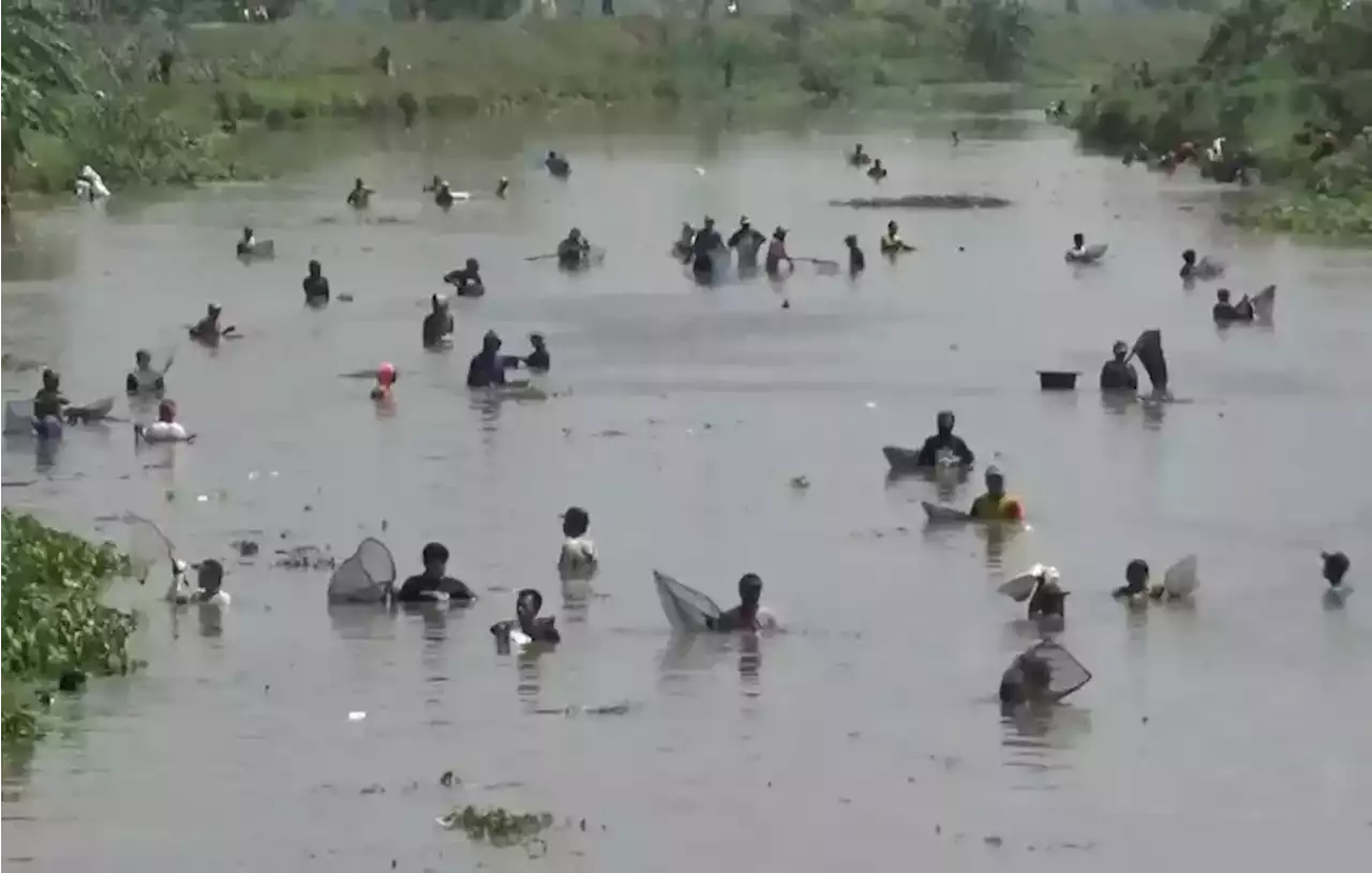 Ratusan Warga Tulungagung Cari Ikan yang Mabuk karena Bendungan Dikuras