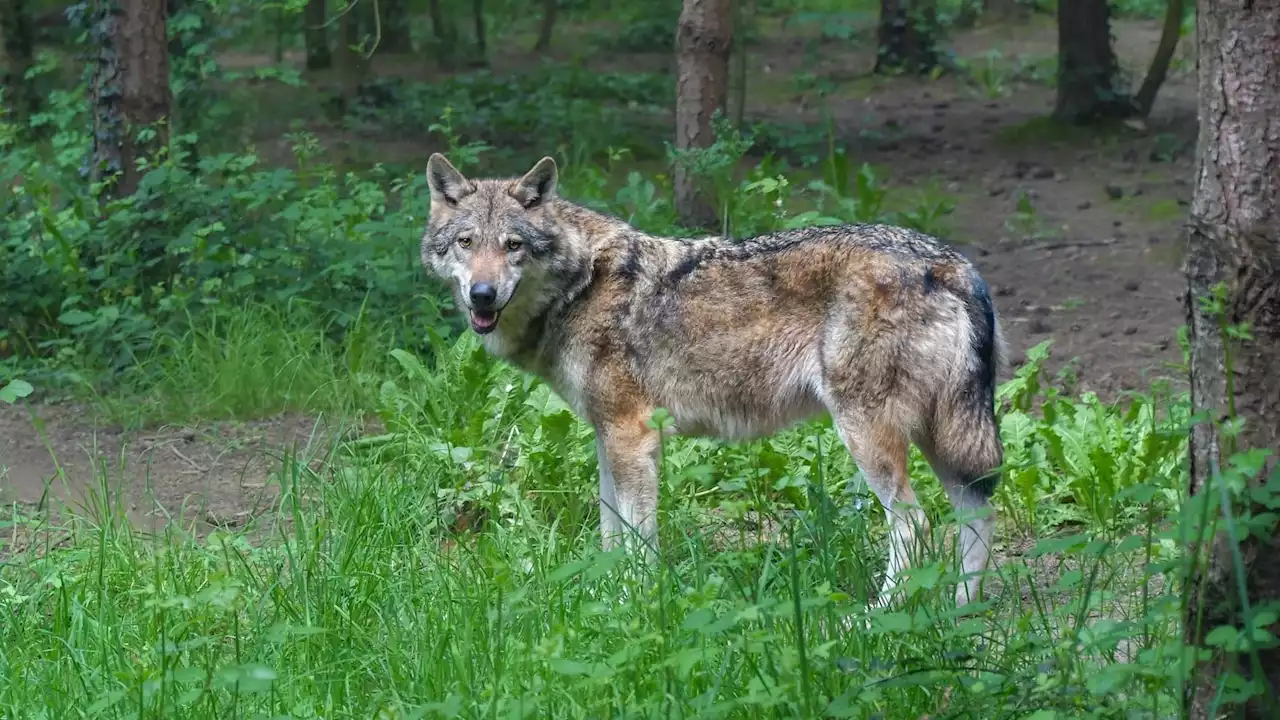 Manche: un possible loup filmé à Saint-Côme-du-Mont