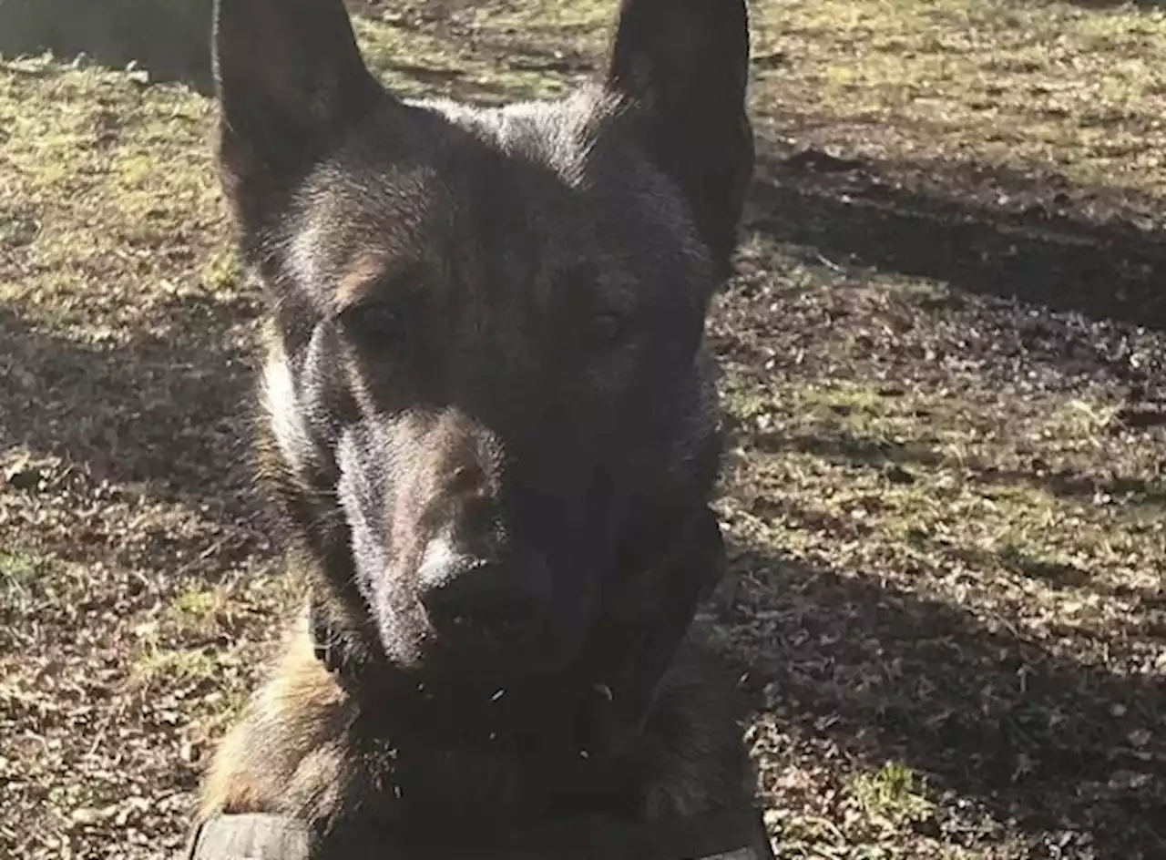 Police dog Jax shot by armed police during Walton-le-Dale incident