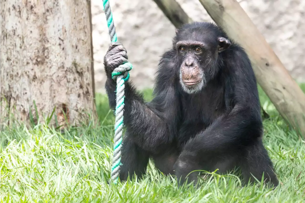 Carder estudiará la propuesta de trasladar al chimpancé Yoko a un santuario en Brasil