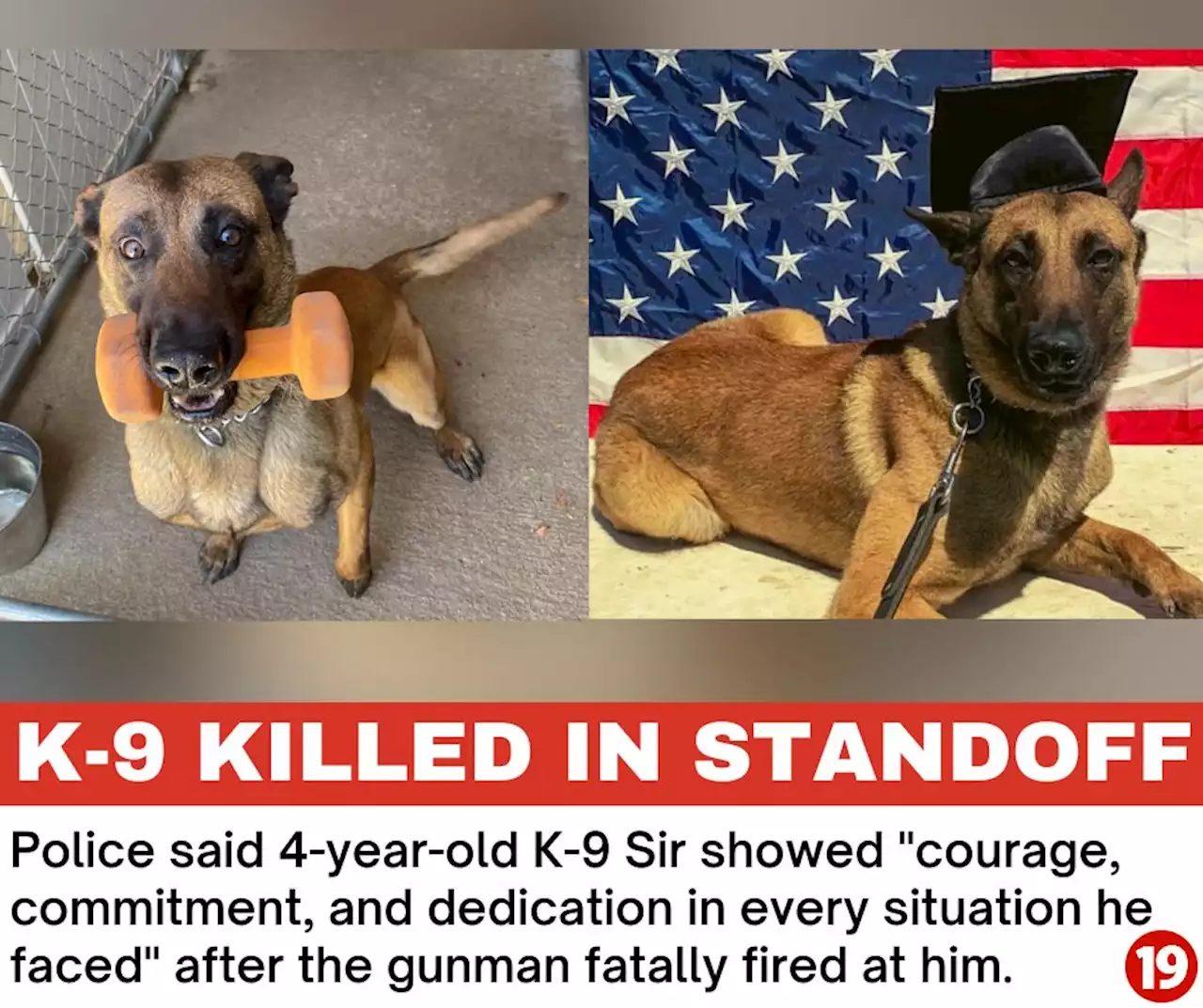 Police K-9 killed by gunman in standoff: ‘He was a beloved member of our department’