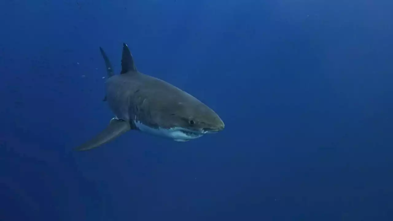 Il pense pêcher un bar et attrape un grand requin blanc (vidéo)