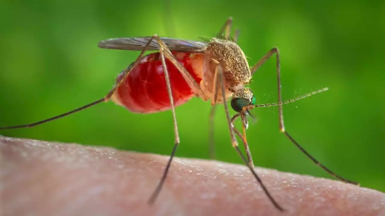 Warning signs for West Nile virus are starting to flash on the West Coast, experts say | CNN