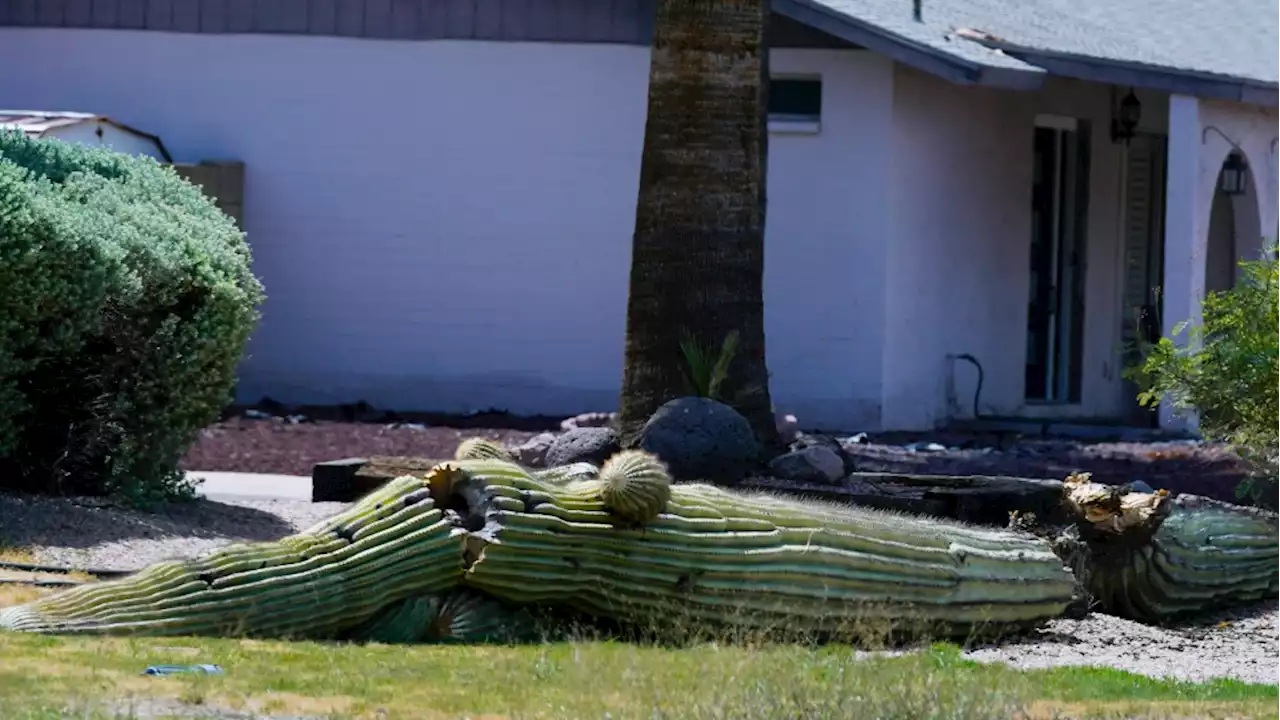 Saguaro cacti, fruit trees and other plants are also stressed by Phoenix's extended extreme heat