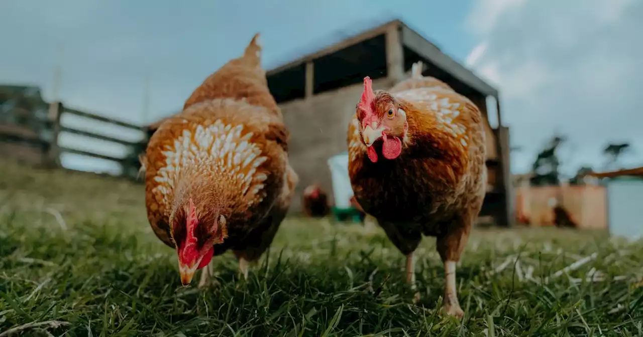 10,000 chickens died from heat in trucks during UK's 40C day heatwave