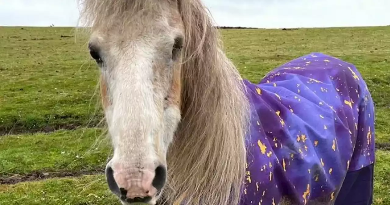 Horse with one eye subjected to 'disturbing attack' at Scots sanctuary