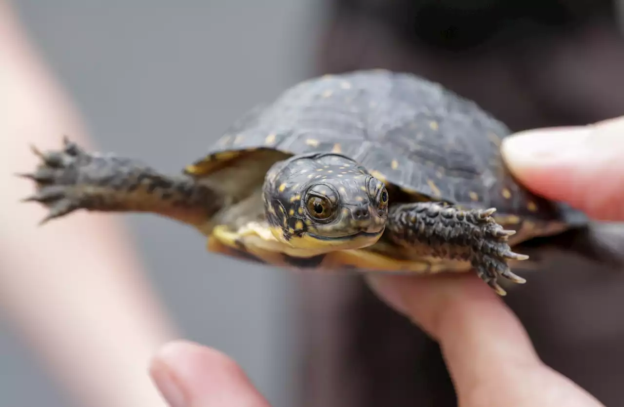 Protecting Blanding's turtles: How a grant could help species' survival in DuPage County