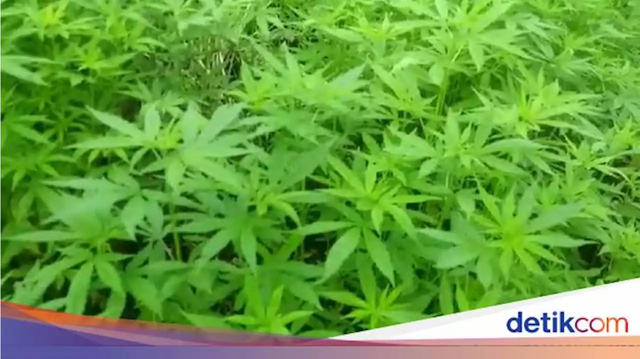 Anggota DPR Soroti Vonis 5 Tahun Ibu di Surabaya Gegara Terima Ganja Anaknya