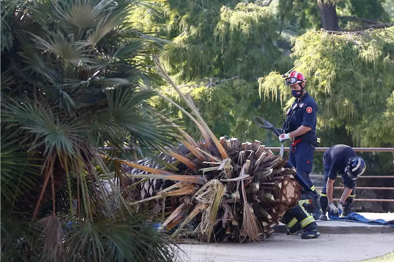 Una joven muere al caerle encima una palmera en Barcelona