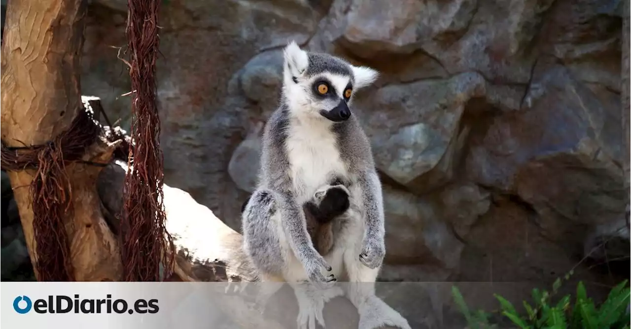 Nacen en Tenerife dos crías de lemur, una especie en peligro de extinción