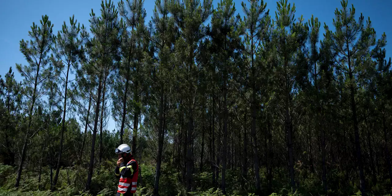 Gard : près de 900 personnes évacuées après un incendie dans un camping