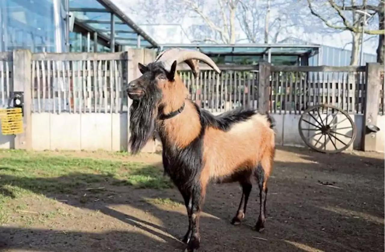 Wo wollte er denn hin?: FC-Maskottchen Hennes IX. im Kölner Zoo ausgebüxt