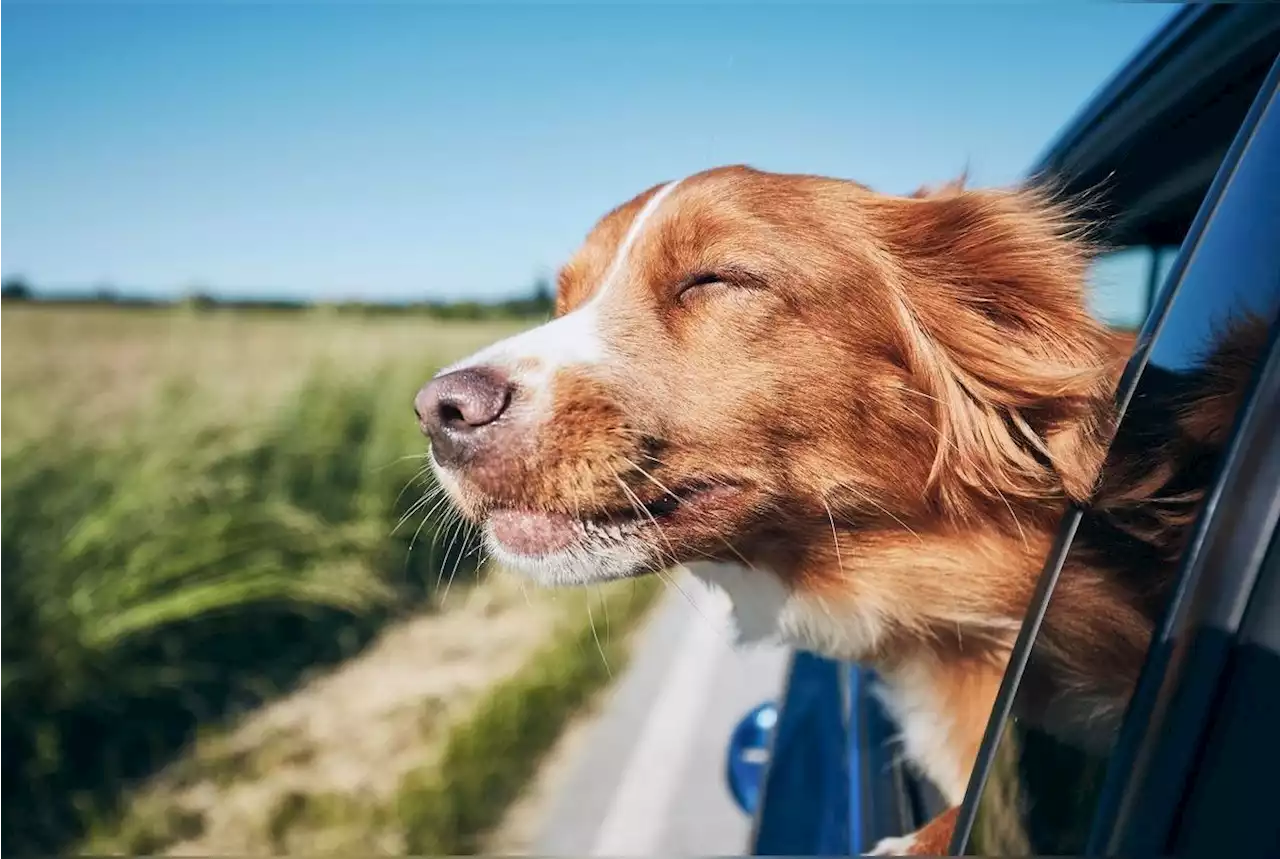 Voici 8 conseils pour soulager votre chien du mal des transports