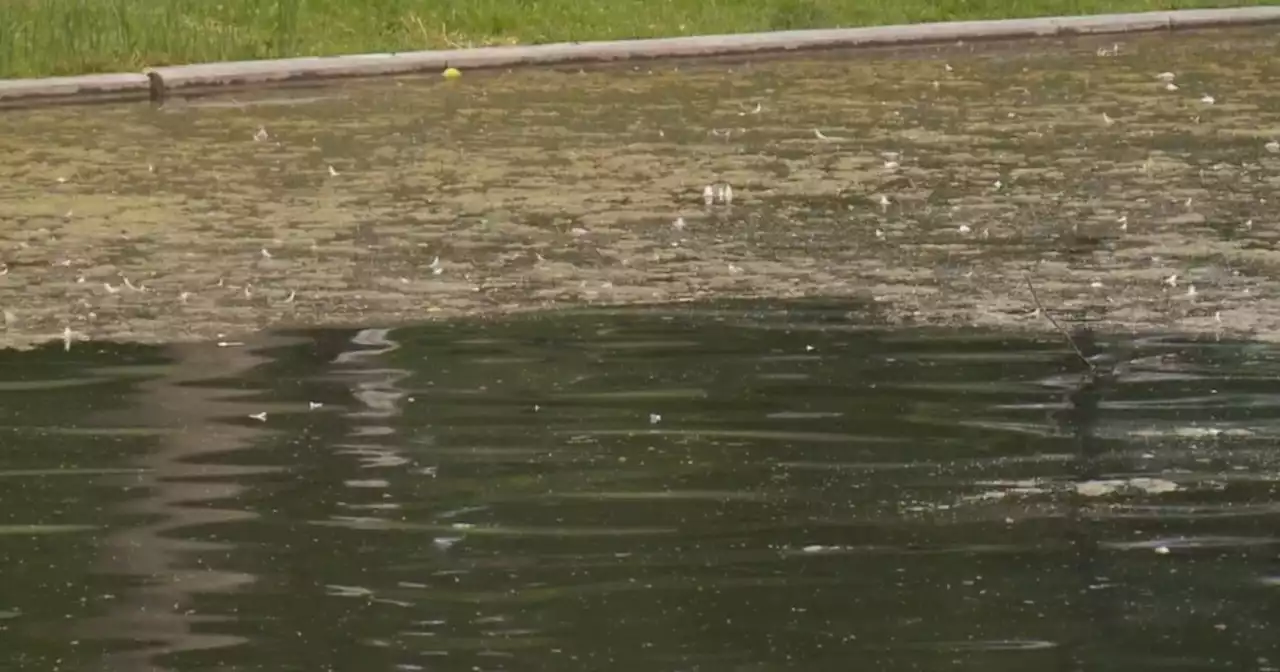 Liberty Park pond reopens after tests show minimal risk of harmful algae