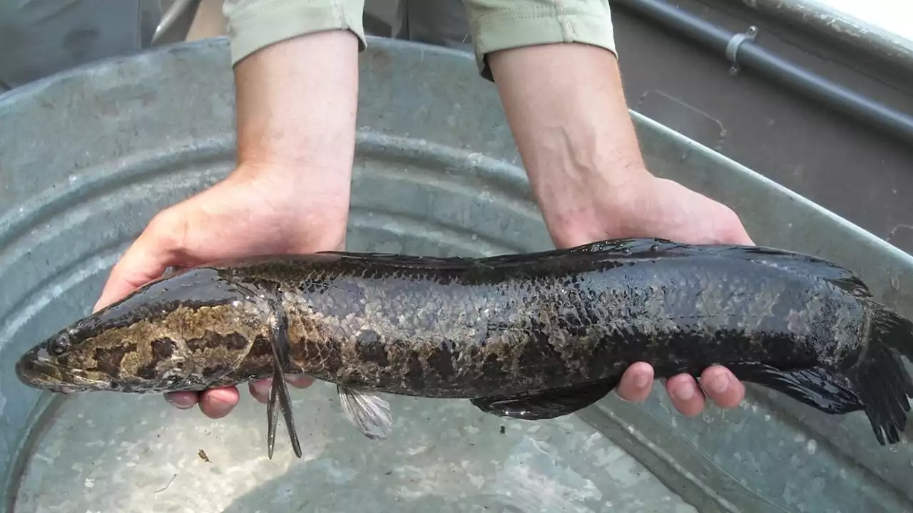 Pennsylvania fishing authorities issue warning about invasive Northern Snakeheads