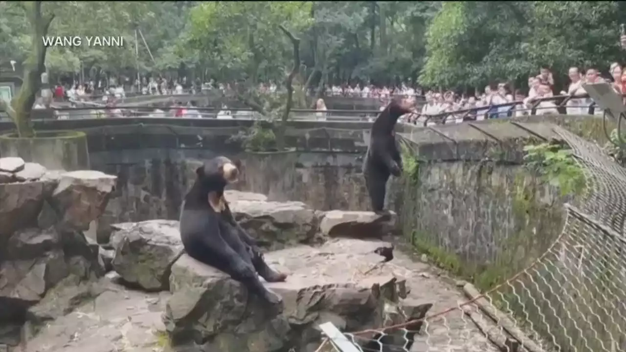 Bears or barely humans? Chinese zoo denies its viral bears are people in costumes