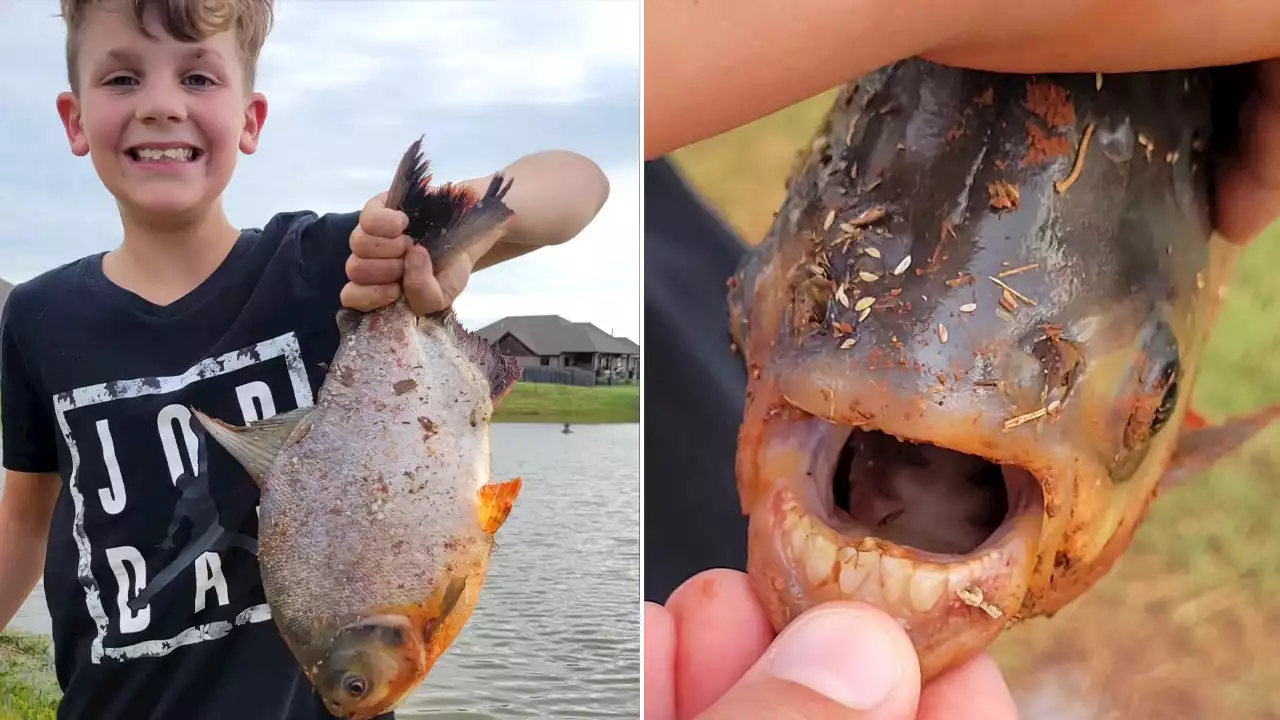 Oklahoma boy catches exotic fish in neighborhood pond: 'Human-like teeth'