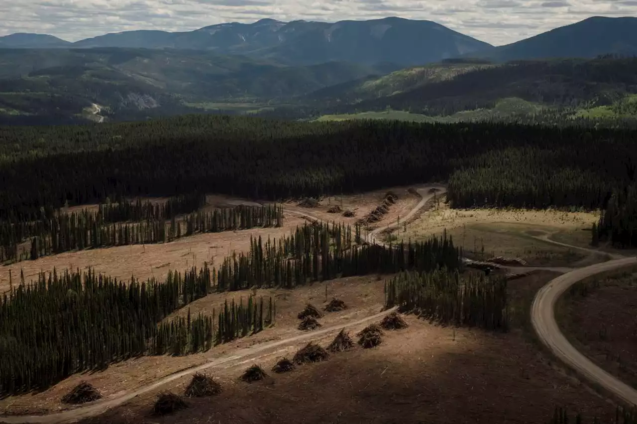 UBC research blames bigger floods on clear-cutting, calls for more selective logging