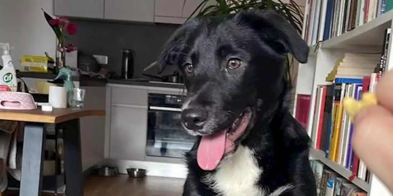 Dogsitter ließ Hund laufen – ganz Wien sucht nach Loki