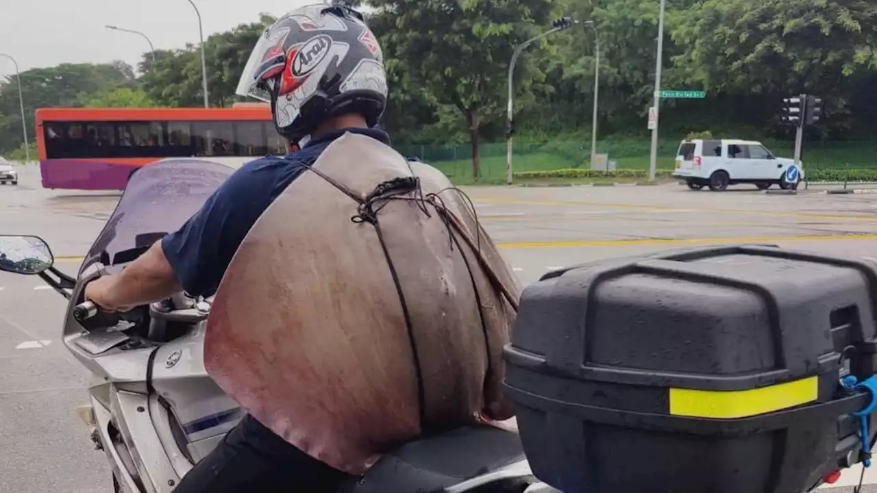 Biker transports stingray by strapping it on his back - Singapore News