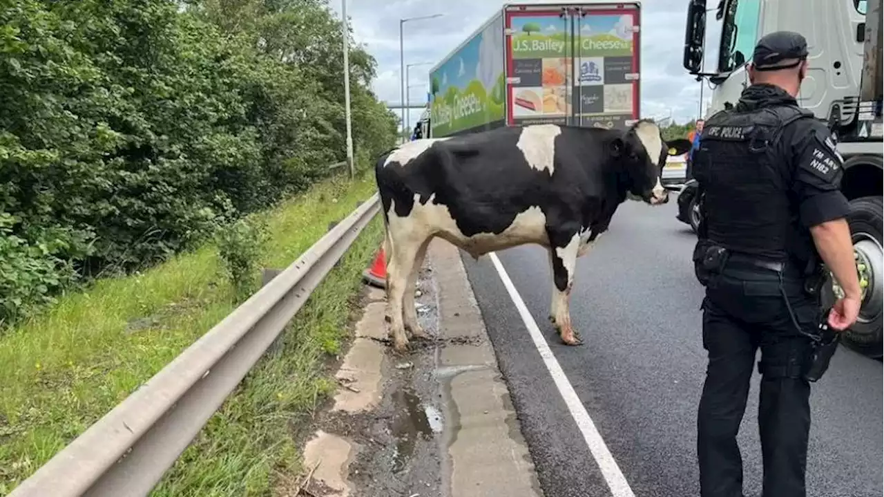 Dos vacas caen del camión que las transportaban y siembran el caos en una carretera de Reino Unido