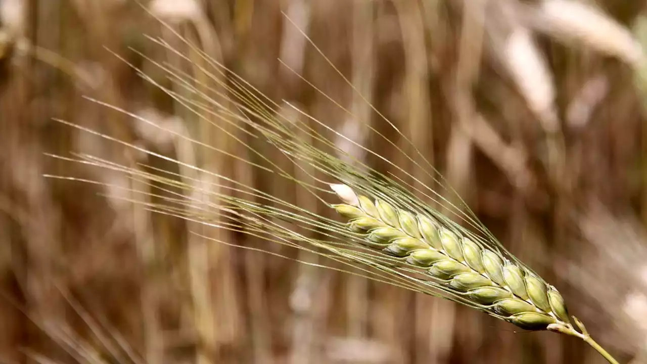 5.2-billion-letter genome is decoded for better bread