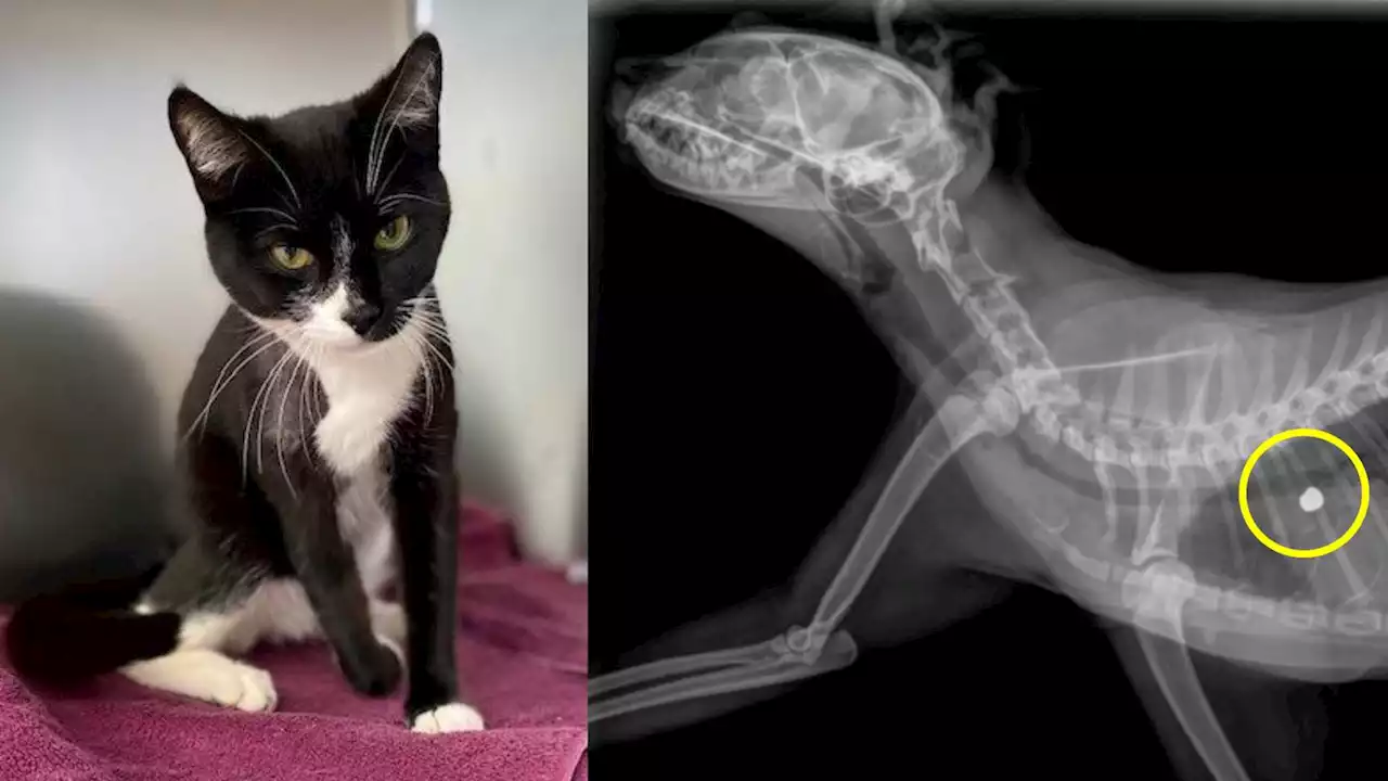 Cat in need of lifesaving surgery is third recently brought to shelter with a gunshot wound