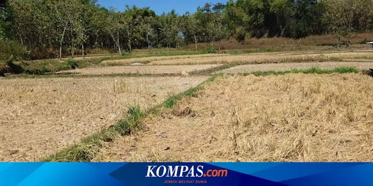 Puncak Kemarau Kering Diprediksi Agustus, BMKG Imbau Warga Jabar Hemat Air