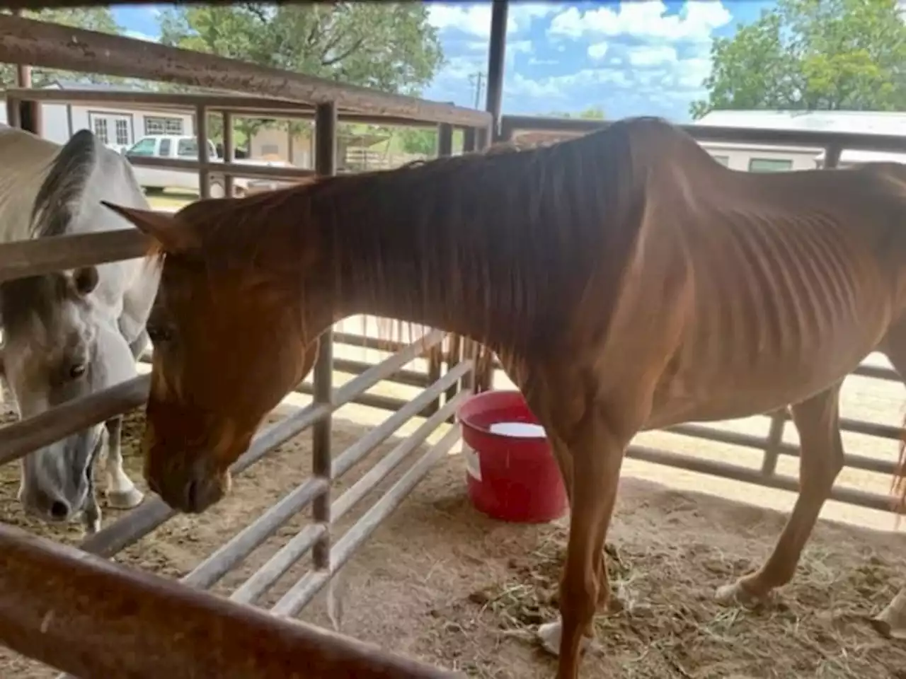 2 horses rescued after 10+ years of neglect, Hill Country animal care officials say