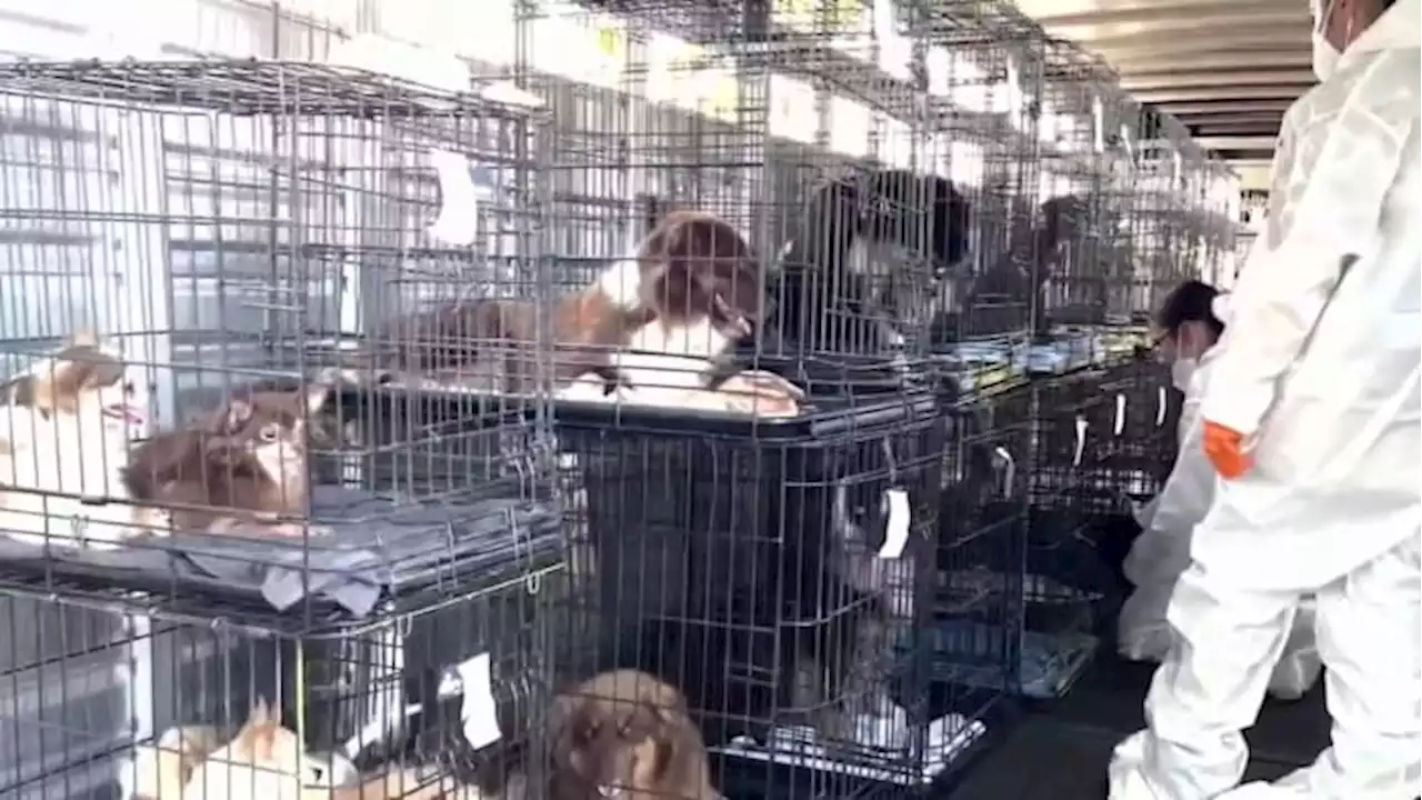 80 animals seized from home operating as puppy mill in southwest Bexar County; 8 dogs found dead