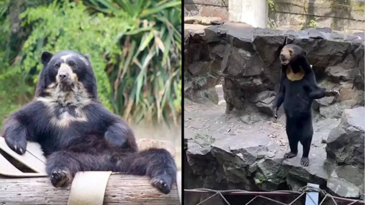 San Antonio Zoo bear says he’s real after Chinese zoo sun bear controversy goes viral