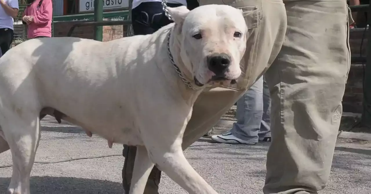 Otra vez, un dogo: esta vez, atacó a un chico en Villa María | Ciudadanos | La Voz del Interior