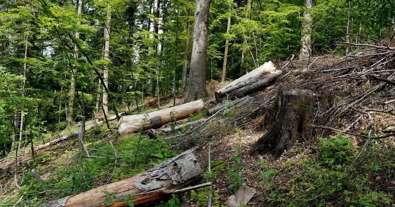 Dans les Carpates, protéger les forêts, traquer les pilleurs