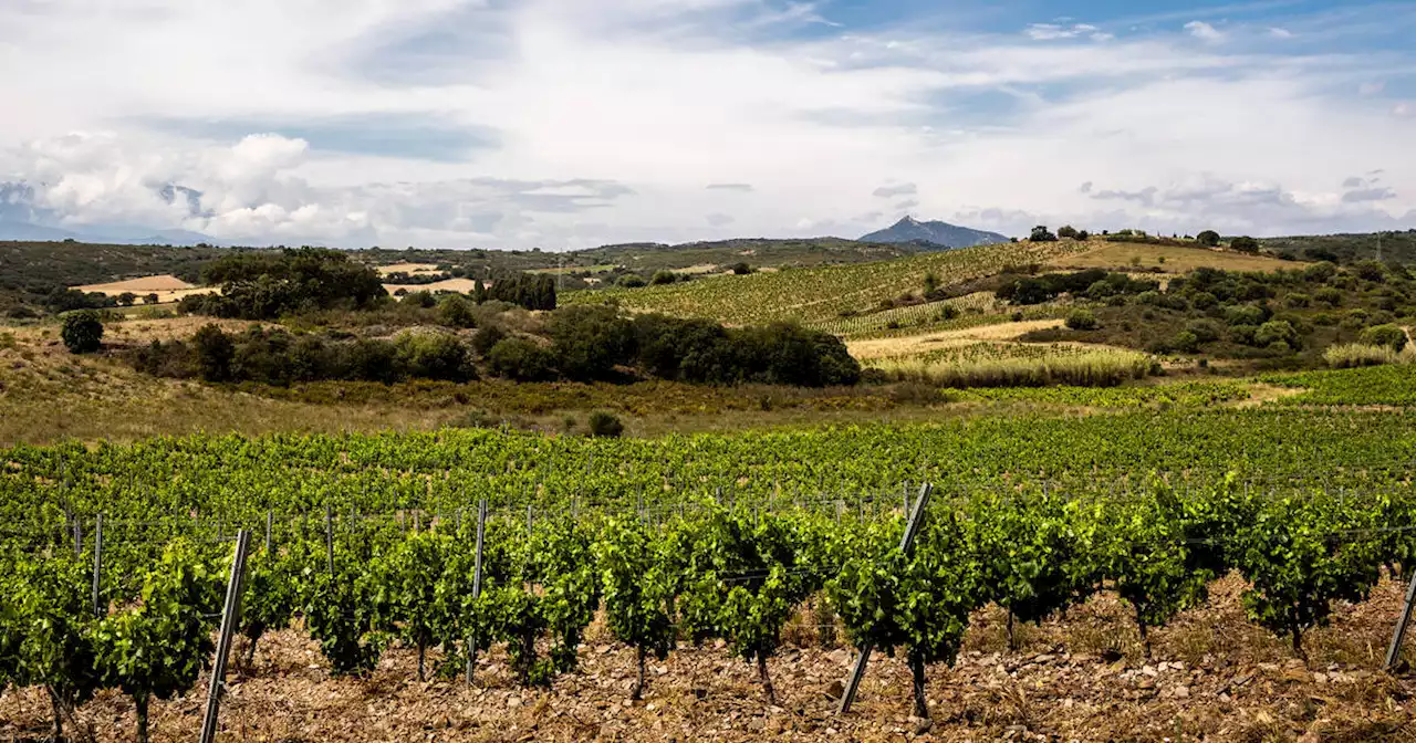 Sécheresse extrême dans le vignoble du Roussillon : «Même les anciens n’ont jamais connu ça»