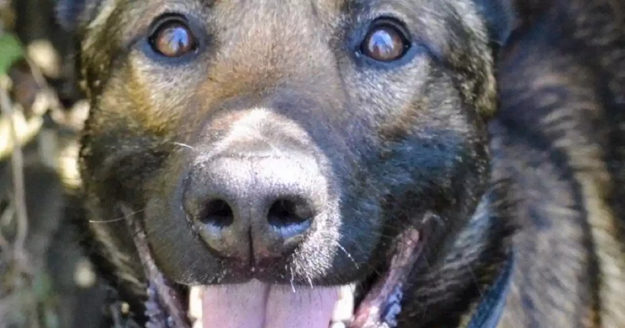 Gun squad shoot police dog dead after it 'became aggressive'