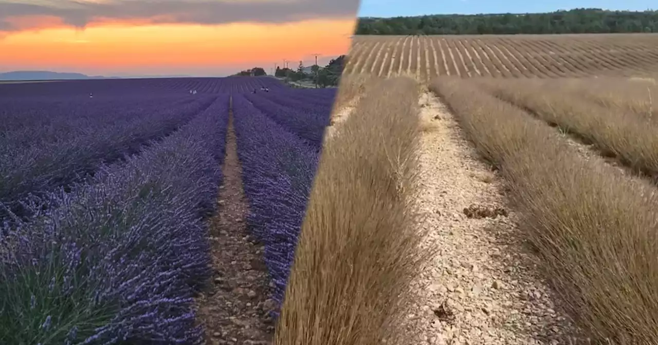 Des champs de lavande ravagés par une chenille dans le sud-est de la France