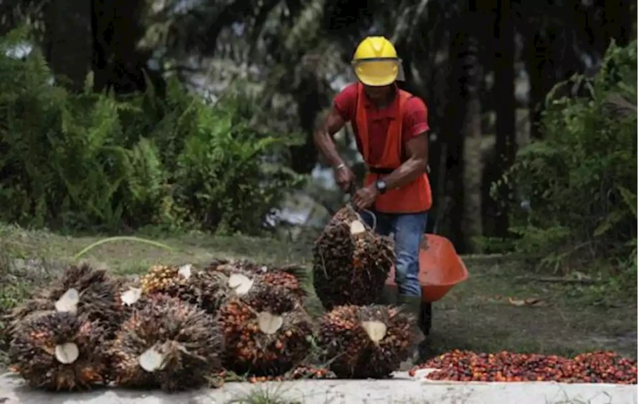 Bappebti Akui Peluncuran Bursa CPO tidak Sesuai Target