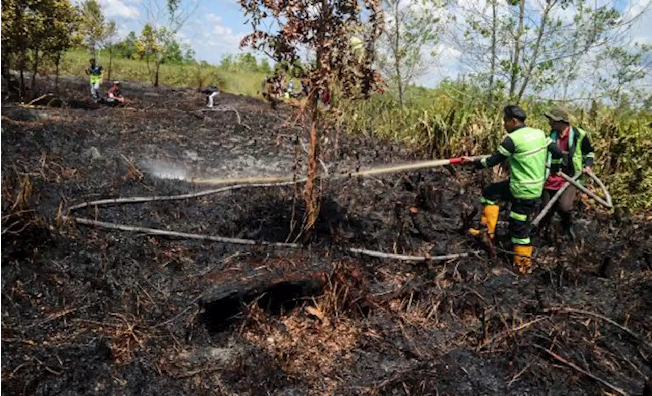 Luas Lahan Terbakar di Palangka Raya Capai 46 Hektare