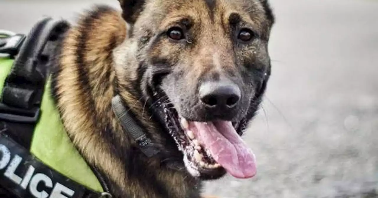 Police dog shot dead after attacking and seriously injuring its own handler