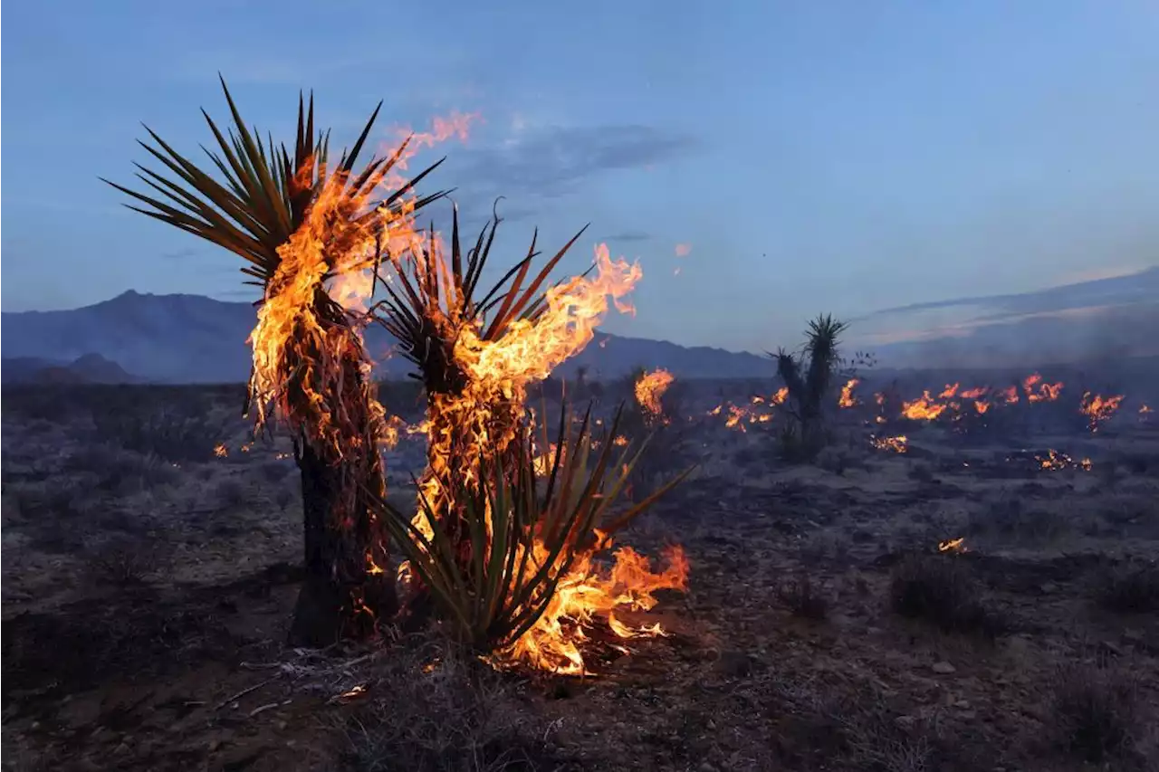 Iconic Joshua trees burned by massive York Fire in Mojave Desert