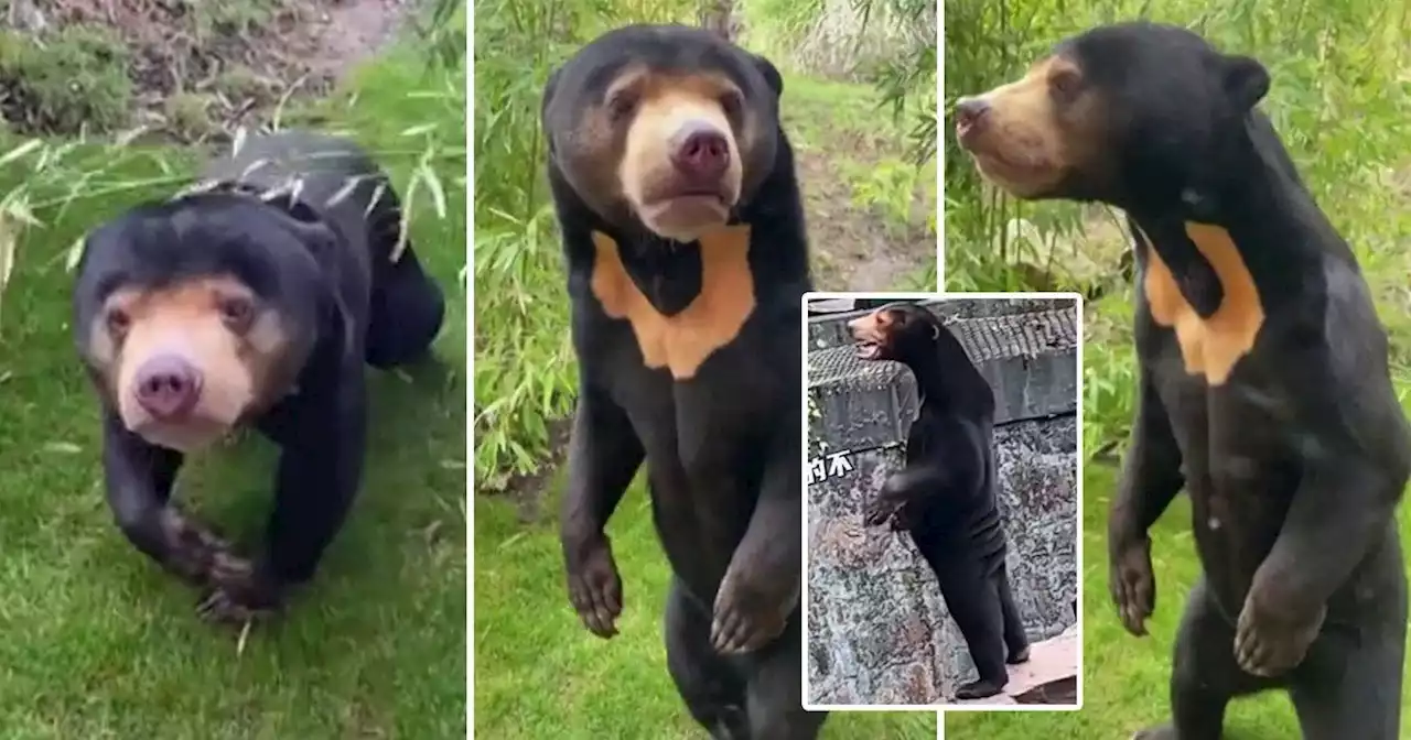 UK zoo films their own ‘human bear’ to settle raging debate – but have they?